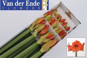 AMARYL. NARANJA 75 F X12